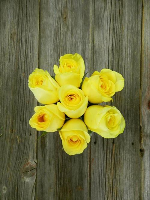 CITRAN  YELLOW ROSES